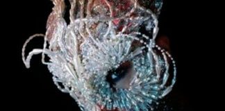 Björk anuncia exposição para acompanhar lançamento de novo disco