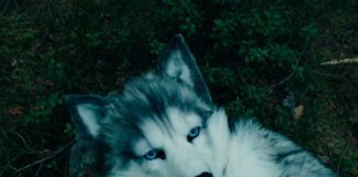 iamamiwhoami lança “Flying or Falling”, o sexto capítulo do álbum visual ‘Be Here Soon’