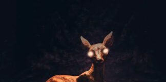 Junip lança versão do single “Line of Fire” com Sharon Van Etten