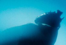 Sampha retorna com “Spirit 2.0”, sua primeira música solo em seis anos